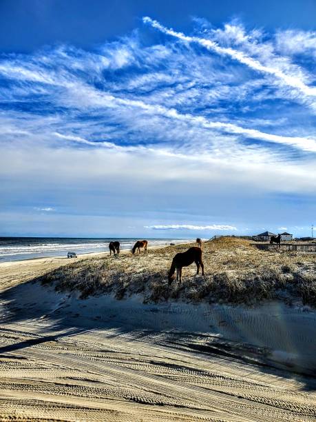 istock Carova wild horses 1426377506