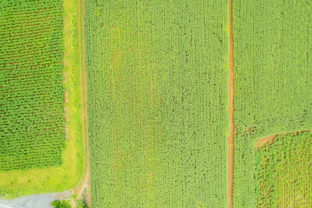istock high angle view of farm, grow plants, nice landscape 1426381486
