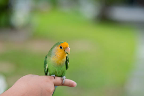 istock A lovebird perched on a finger, parrot 1426381599