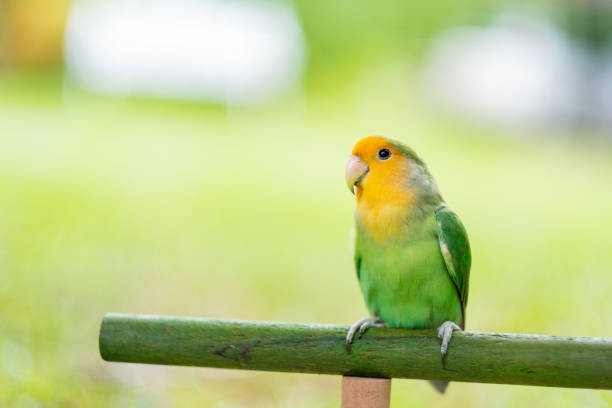 lovebird, nahaufnahme papagei mit unscharfem hintergrund - sittich stock-fotos und bilder