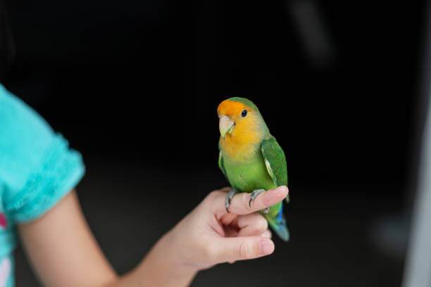 istock A lovebird perched on a finger, parrot 1426381604