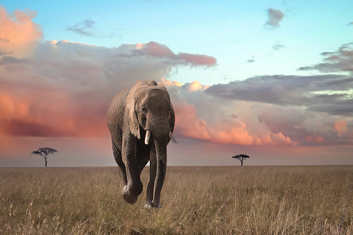 Elephant on the plains of the Serengeti