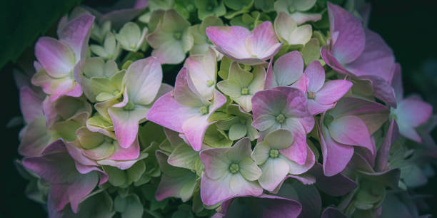 istock Chinese snowball hydrangea in the garden 1426385181