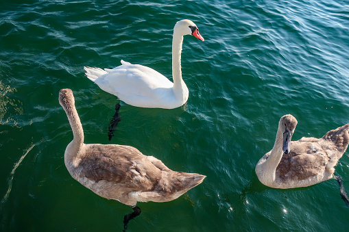 Mother Swan with two offspring swans in the wild