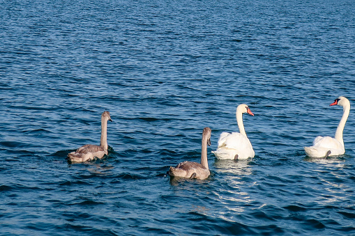 Swan Family in the wild