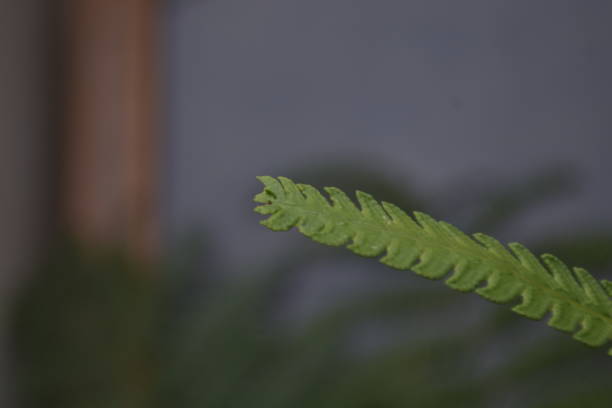 istock Fern leaf portrait taken on closeup style 1426391532