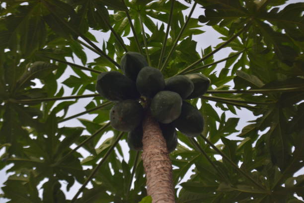 istock Fresh blooming papaya fruit on top 1426392133