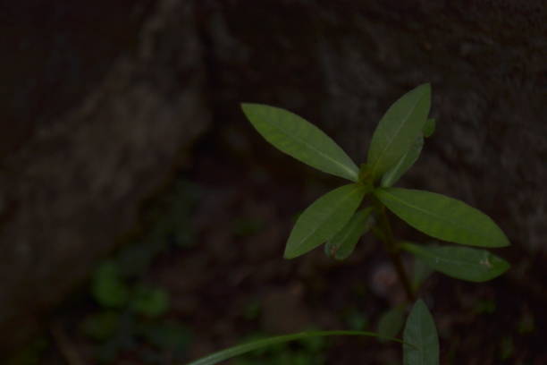 istock Wild leaf among thick and tall wall in housing area 1426392134