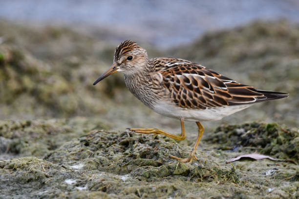 istock Pectoral Sandpiper bird 1426394064