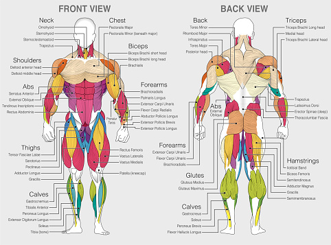 The graphic shows the location of the muscles of the human body with their names on a gray background. Vector image