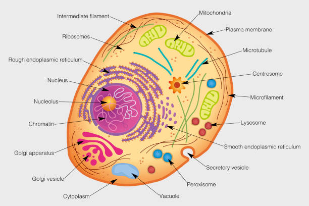 grafika przedstawia elementy ludzkiej komórki. obraz wektorowy - nucleolus stock illustrations