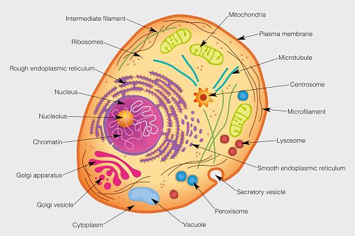 The graphic shows the elements of a human cell with their names on a gray background. Vector image