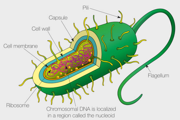 ilustrações, clipart, desenhos animados e ícones de o gráfico mostra as partes de uma célula de bactéria. imagem vetorial - endocardite