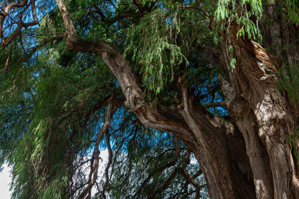 The ancient tree located at Santa Maria del Tule, Oaxaca