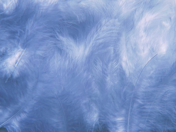 istock abstract textured background delicate blue beautiful feathers 1426400114