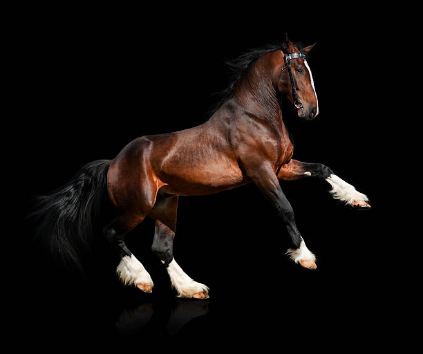 istock Bay horse isolated on black background 142640358