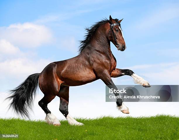 Big Bay Horse Gallops In Field Stock Photo - Download Image Now - Activity, Agricultural Field, Animal