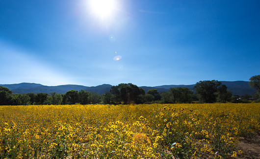 Taos, NM: Prairie, Yellow Flowers, Taos Mountains, Sun in Autumn
