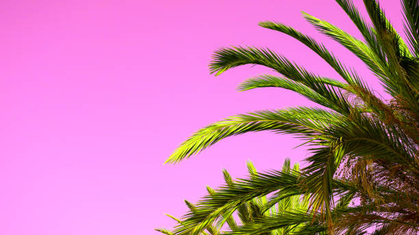 istock Palm leaf on the large pink backgrounds for summer web design, copy space 1426408291