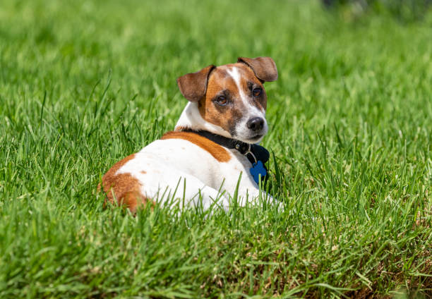 istock Jack Russell Terrier resting in the grass 1426411707