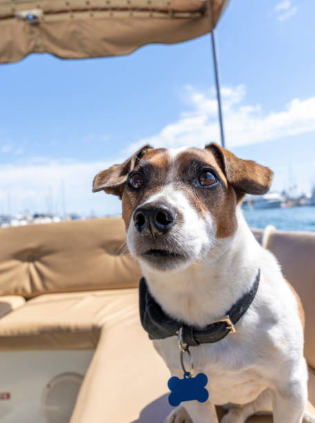 istock Extreme close up of a Jack Russell Terrier 1426411728