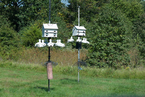 A pair of Purple Martin birdhouse suites on poles with an attached gourd system stands out in the sun on a hot summer day in Northern Virginia.