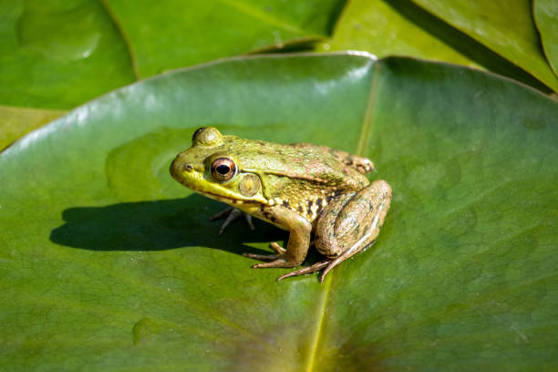 North American green frog on a lily pad