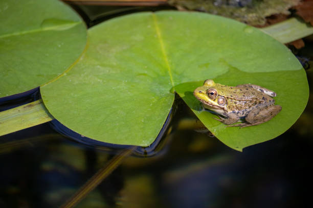 istock North American green frog on a lily pad 1426413887