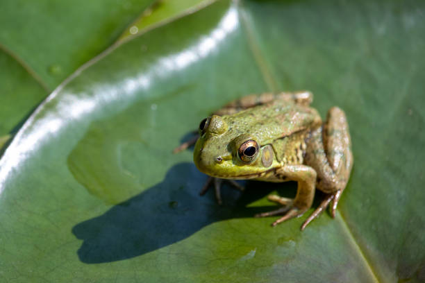 istock North American green frog on a lily pad 1426413936