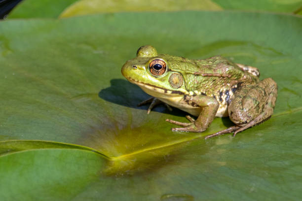 istock North American green frog on a lily pad 1426413947