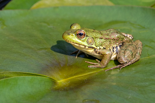 An idyllic scene of a green frog sitting on a lilypad. This closeup shows a beautiful golden eye. Point Pelee National Park, Ontario, Canada. The green frog (Rana clamitans) is a species of frog native to eastern North America.

Please see more photos in the series.