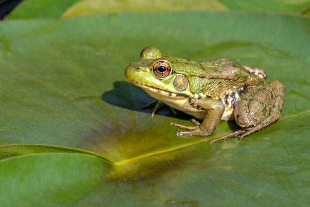 североамериканская зеленая лягушка на подушечке лилии - pond life стоковые фото и изображения