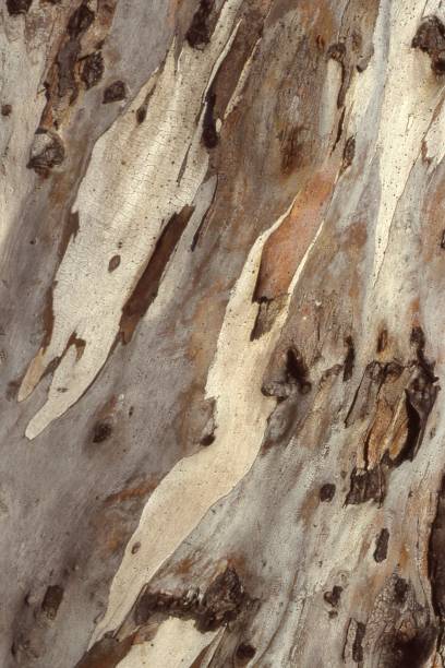 istock The Interesting Bark of an Eucalyptus Tree 1426415734