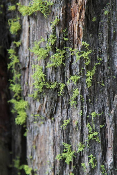 Moss on Incense Cedar Tree Trunk stock photo