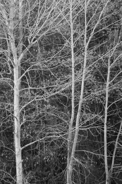 bare cottonwoods against dark pines - bare tree winter plants travel locations imagens e fotografias de stock