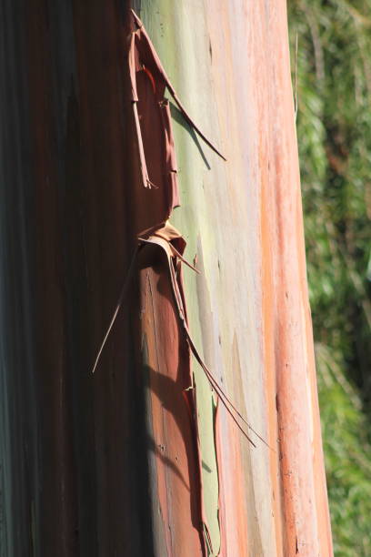 Interesting Red Eucalyptus Tree Bark stock photo