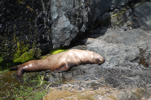 The beauty of the Prince William Sound can be seen in the wildlife. A sea lion rests on a mossy crag.