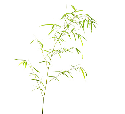 Bamboo leaf with clipping path isolated on white