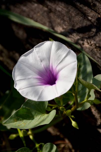istock morning glory flower in nature garden 1426419403