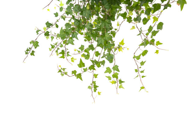 istock ivy leaves isolated on white 1426419508