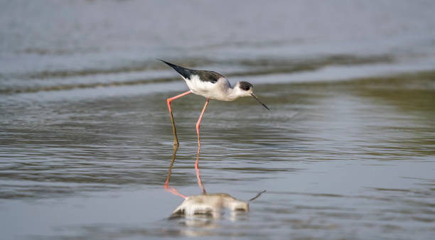 istock Black-Winged Stilt in Shallow Water (Himantopus himantopus) Wader Bird Stilt 1426419510
