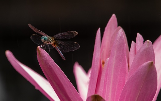 Dragonfly taking a break on a waterlily