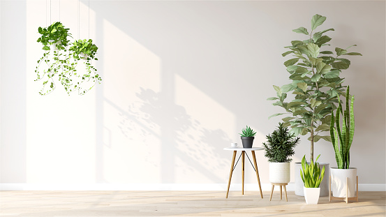 Variety of green tropical succulent house plants and trees in white wall room with sunlight from window