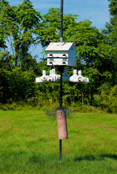 istock Purple Martin Birdhouse in a Park 1426424126