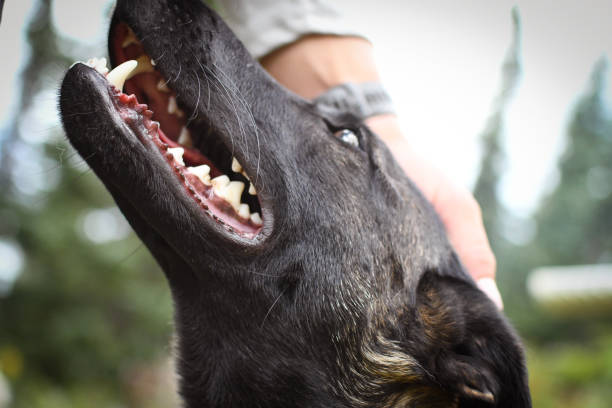 istock Happy dog smiling and showing healthy teeth 1426425016