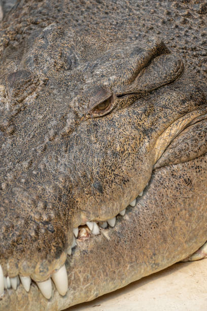 istock Closeup of a Crocodile Head 1426426023
