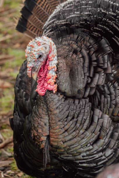 istock Closeup Portrait of a Turkey 1426426054