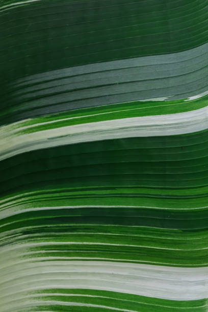 istock The speckled and beautiful patterned banana leaf background is popular with tree lovers. Spotted banana leaves, often with beautiful colors and unusual patterns, are popular with plant lovers. 1426428428