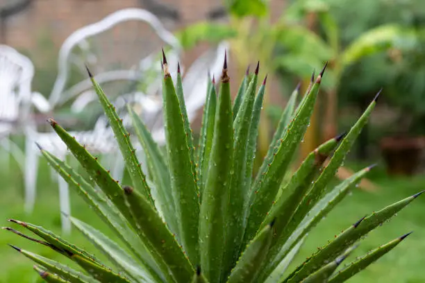 Green Agave with pointer sharp leaves
