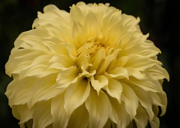 Flowers from botanical gardens in late summer with bright, right colors.